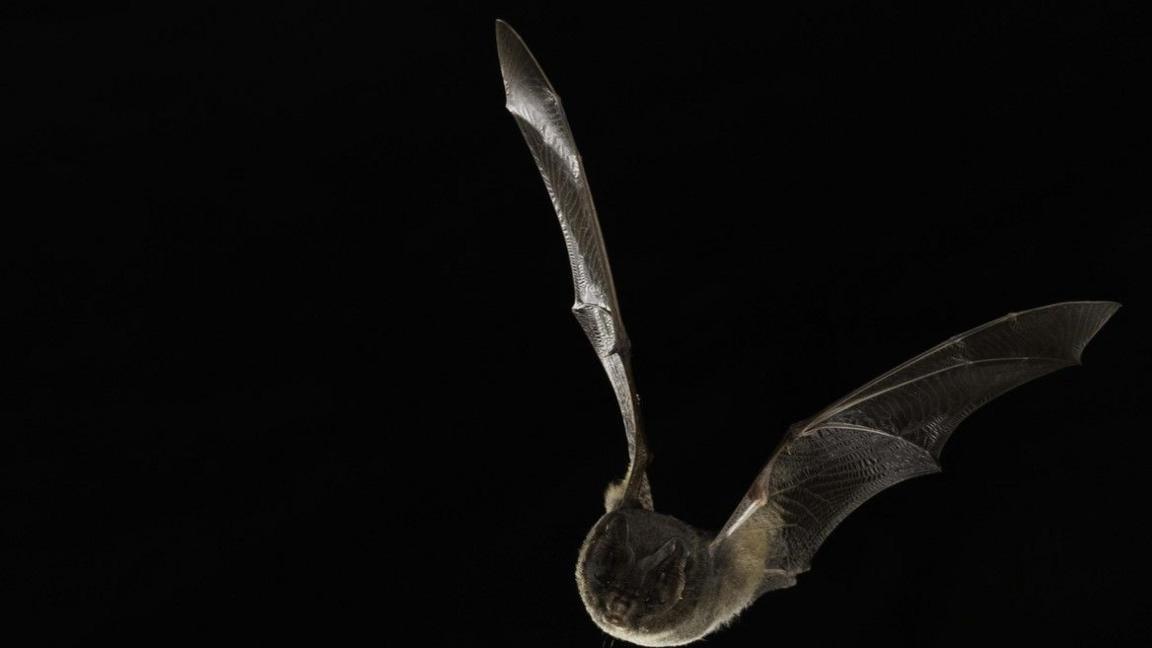 A Barbastelle bat in flight against a black background.