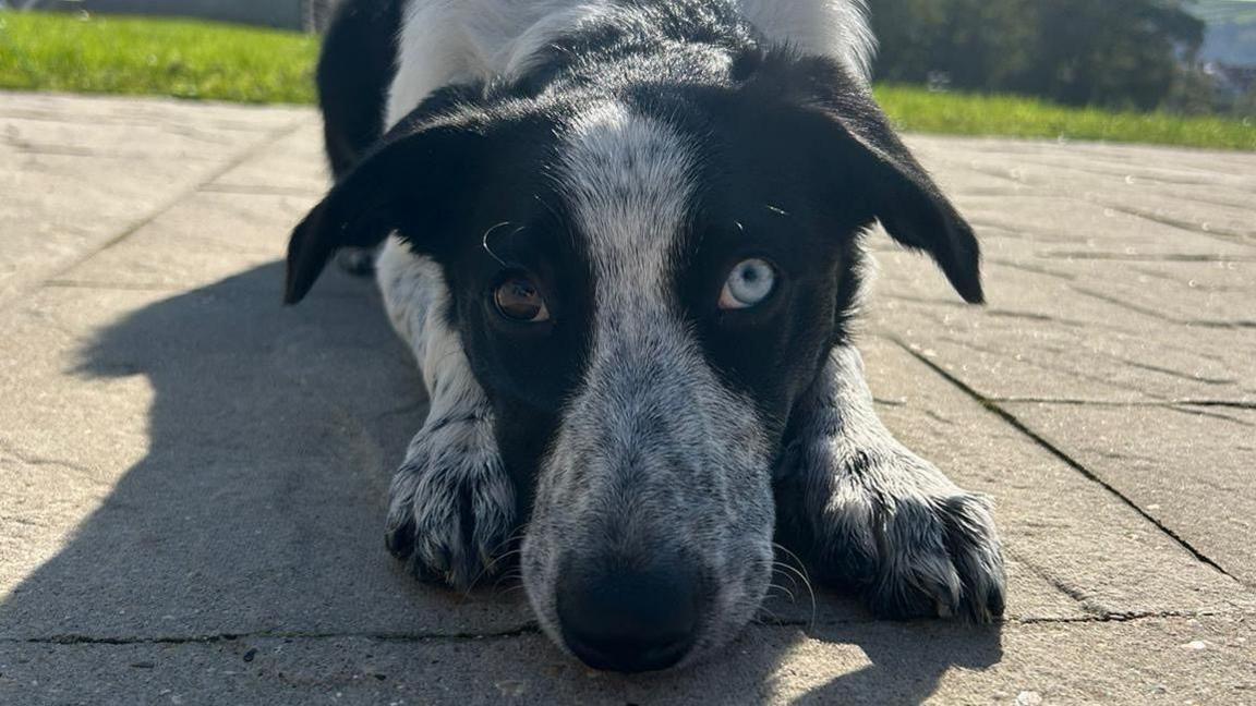 A black-and-white collie dog lying on a garden patio