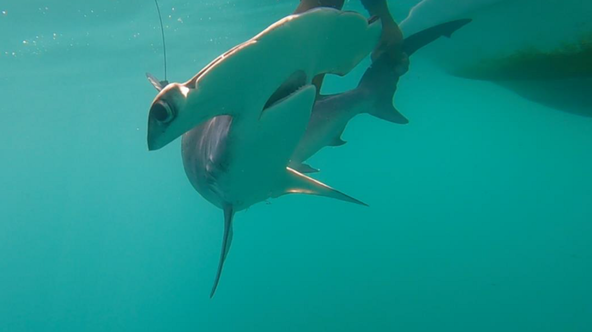 Smooth hammerhead shark in the water.