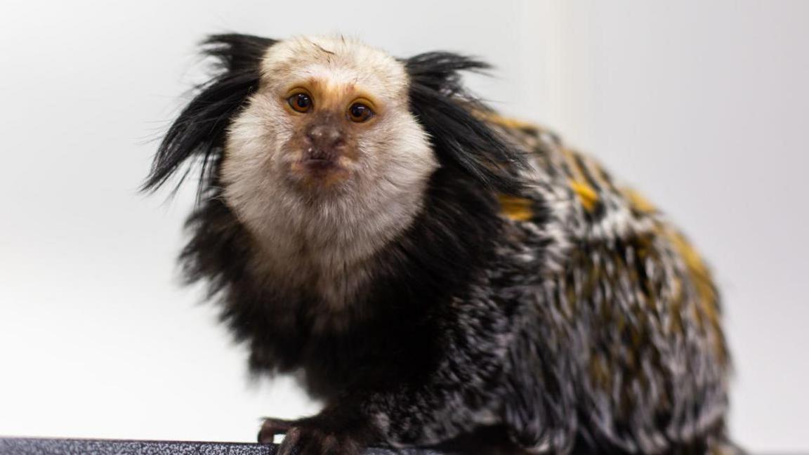 A young marmoset monkey staring at the camera