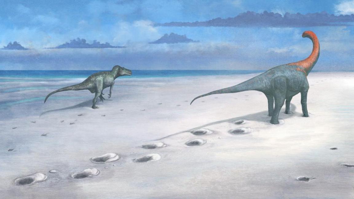 An artist's impression, a drawn illustration, shows two dinosaurs walking a few metres alongside each other on a white sandy beach. The larger one is bluish grey mostly and walks on four legs. It  has a long tail and long neck which is red along with its head. The smaller dinosaur, the carnivore, off to the left nearer the dark blue sea, is greenish white and walks on two feet.