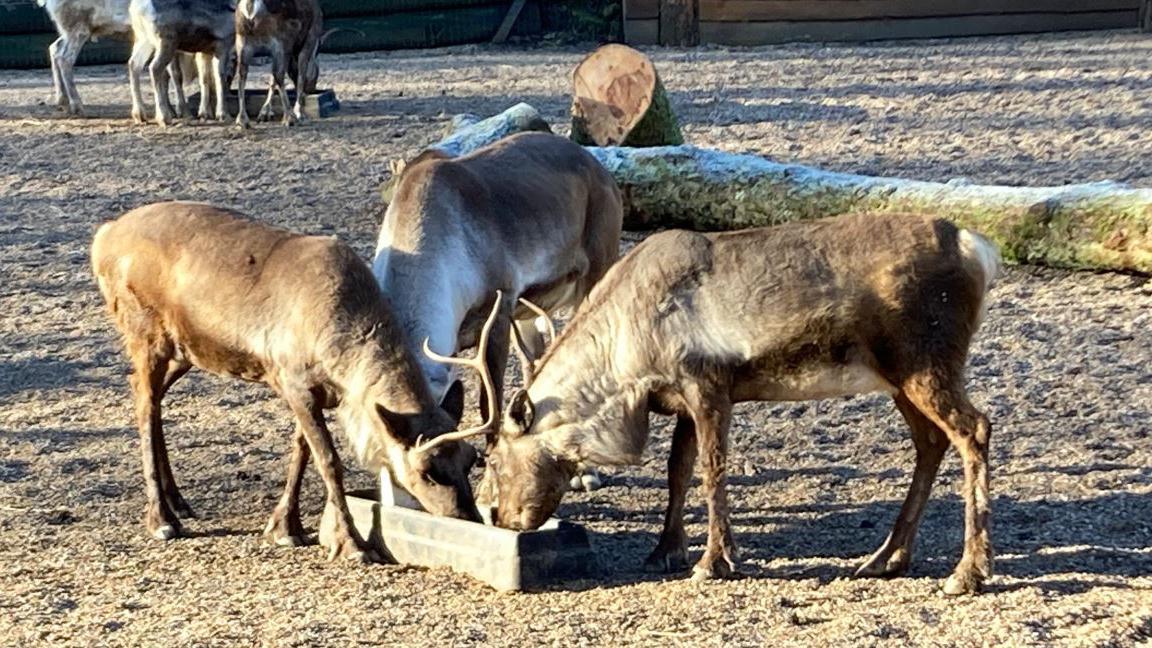 A group of reindeer eating food from a small trough in a frozen muddy area, with a few logs and some deer in the background