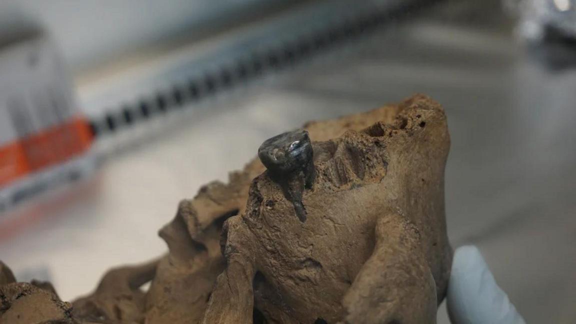 A fossilised skull with a tooth.