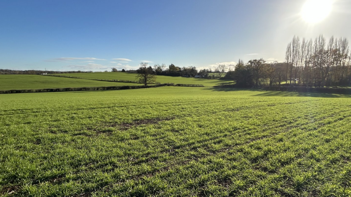 A large open green field with an area of trees to the right with hedge rows running in the distance. The photo has been taken on a clear sunny day.