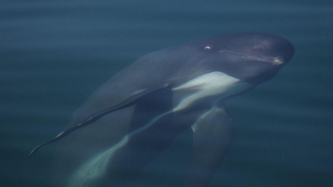 A picture of a pilot whale under the water. It is white and black in colour. It is swimming in a blue coloured water.