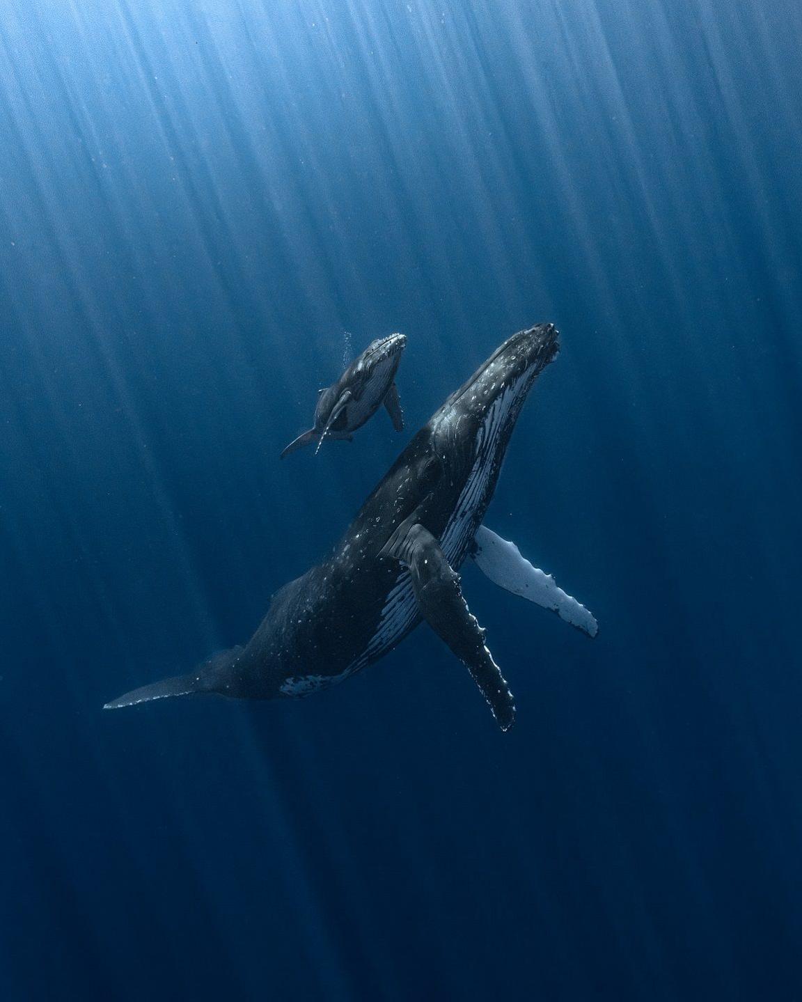 mother humpback whale with her calf. 