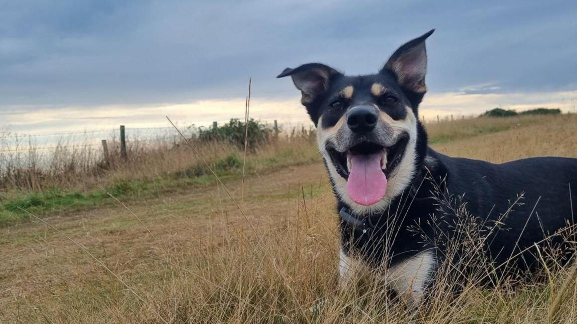 A Welsh Border Collie Labrador cross, with black, white and brown markings, sitting a field.