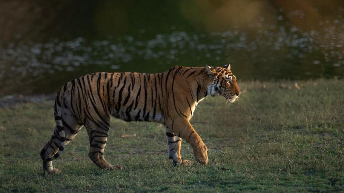 A photo of tigress Arrowhead strolling through the Ranthambore national park in Rajasthan.