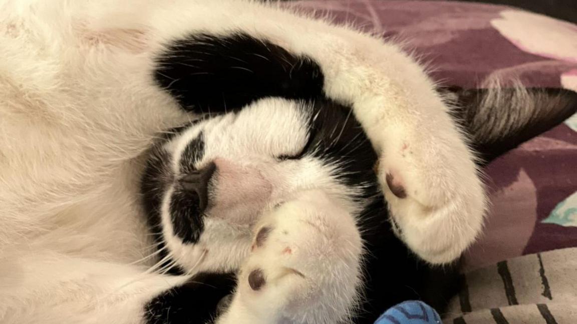 Kitty lying on a bed with his paws covering his head. He is a black and white cat.