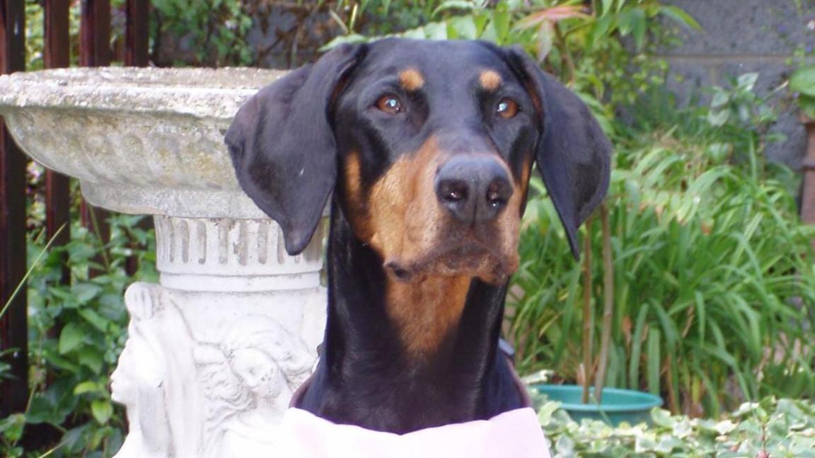 A photo of a Dobermann dog in a garden