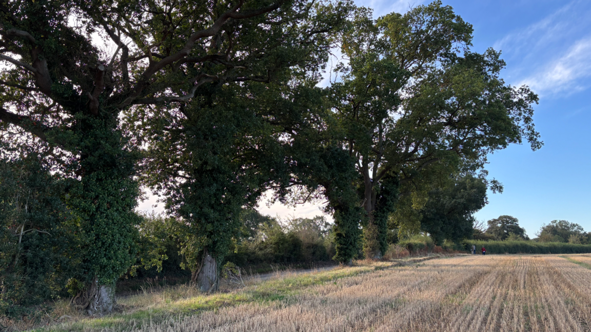 Large oak trees towering over a field in Suffolk