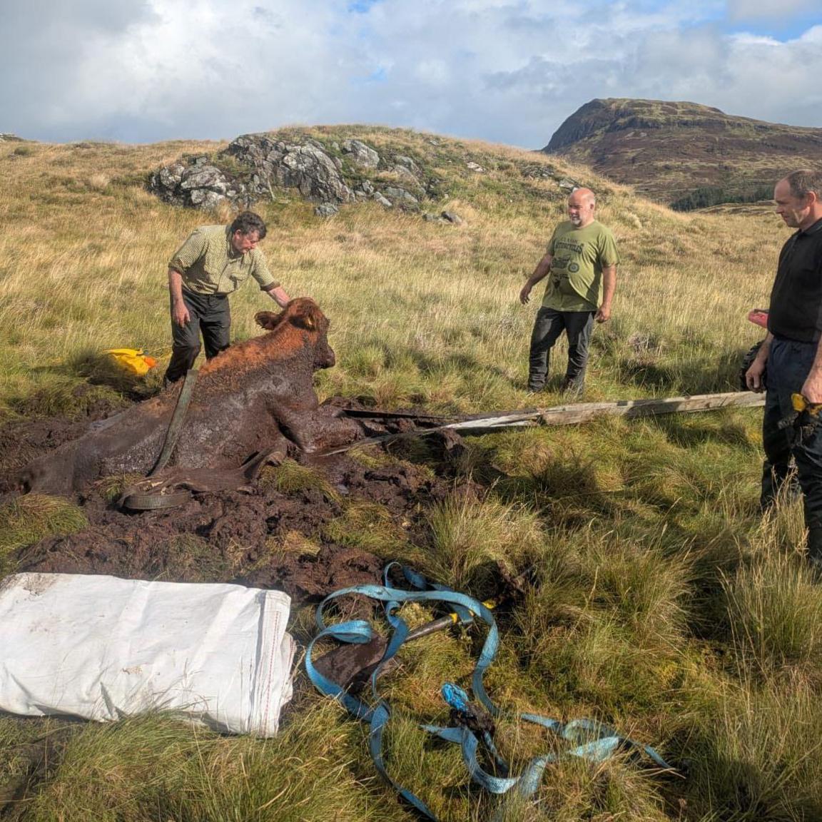 Three men stand near to the cow as it slowly emerges from the bog. There is a sturdy blue strap and large white sheet on the ground nearby.