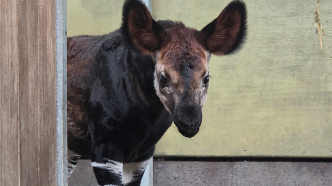The newborn okapi at the zoo habitat looking at the camera.