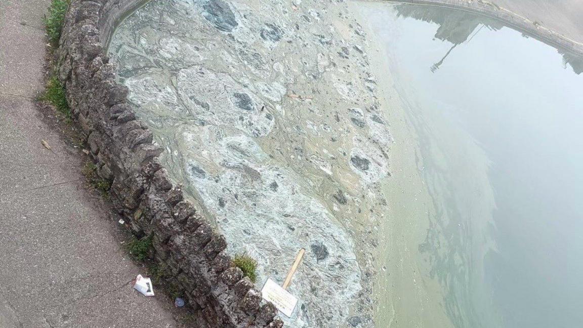 Green algae covering half of a pictured lake