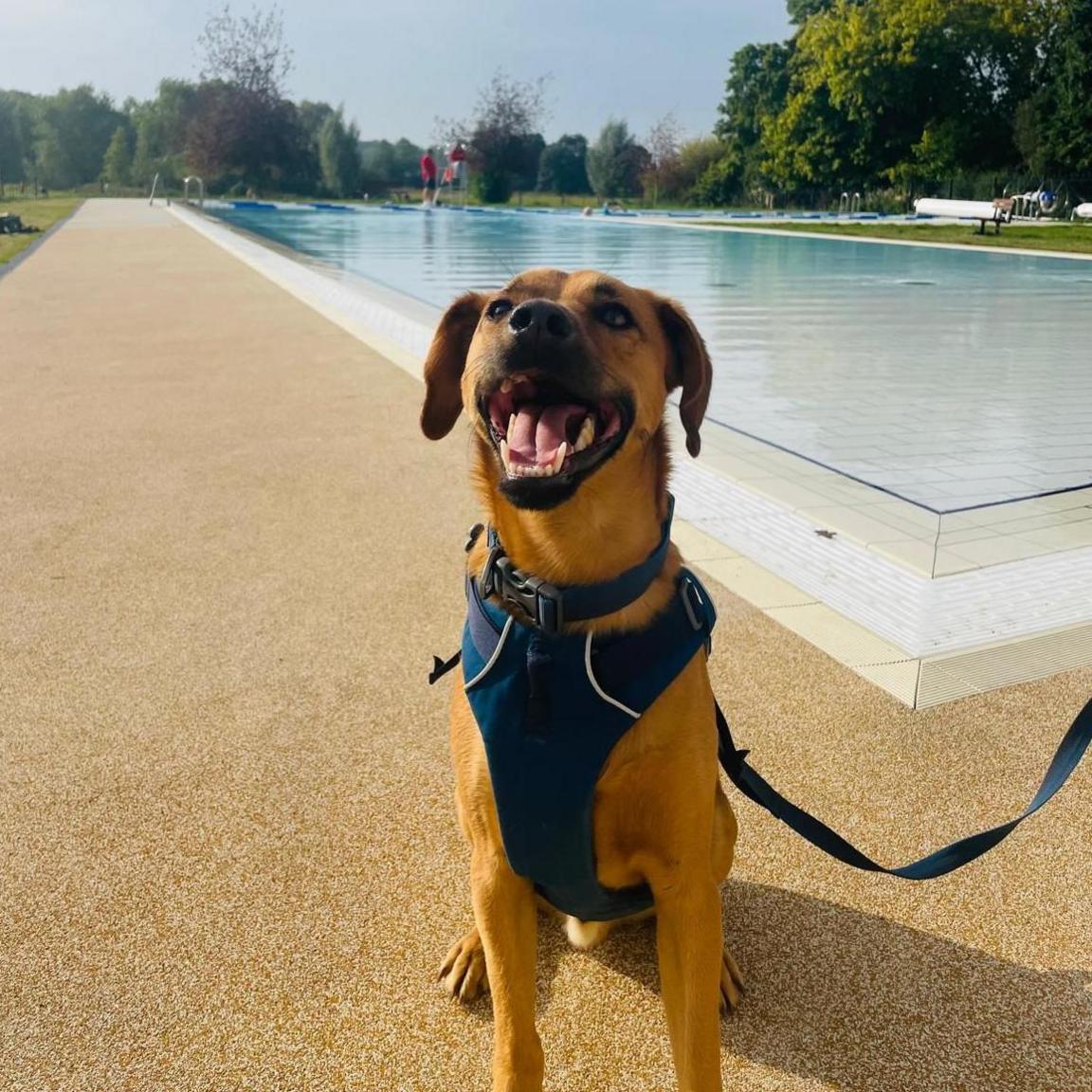 A happy dog at the side of Abbey Meadow pool.