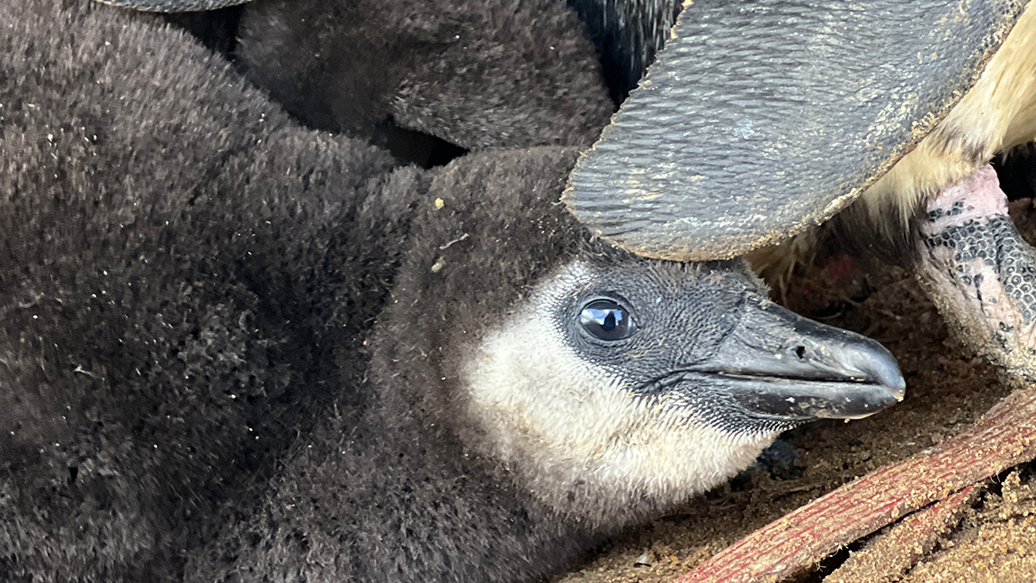Penguin chick under its parents wing 