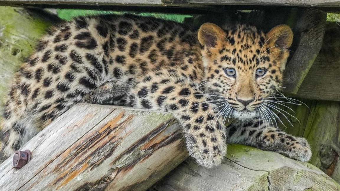 A young leopard cub laying on its front and bowing its head slightly, looking at the camera with wide eyes. The animal is orangey-brown with black and brown spots all over. It has large, fluffy front paws.