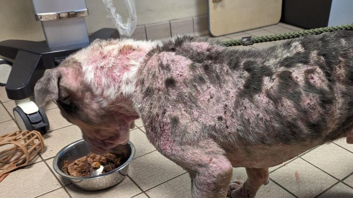 A dog looks at a food bowl, and has barley any fur and red blotches all over his body 