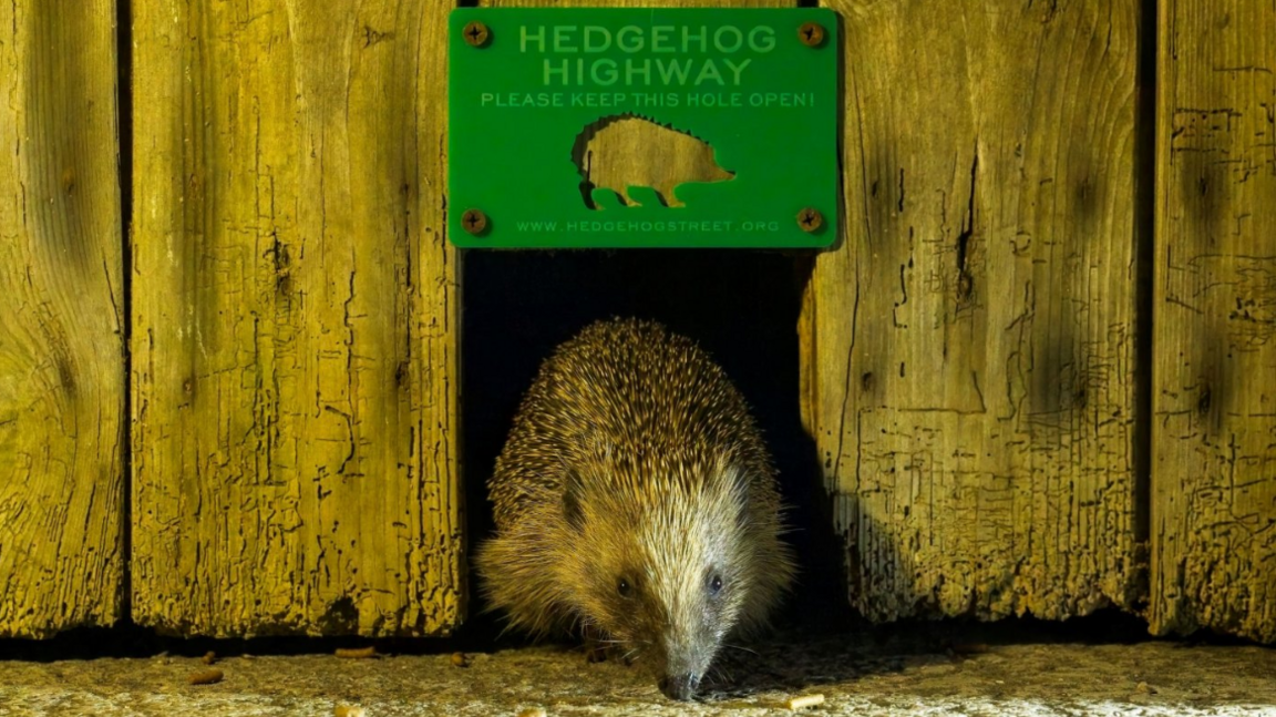 Image shows a hedgehog coming out of a gap in a fence, with a small green above the gap reading 'Hedgehog Highway'. 