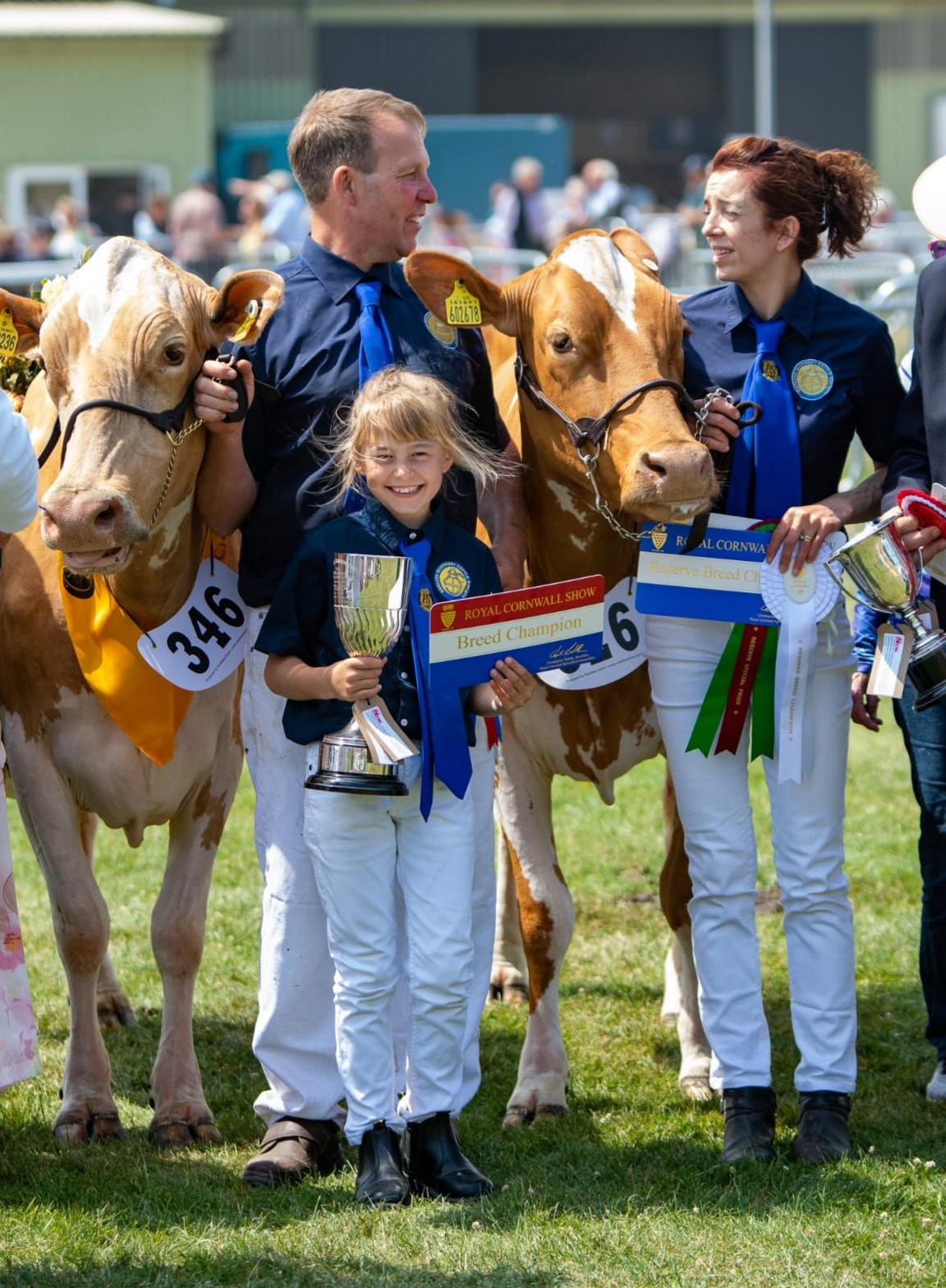 Three people standing with award winning light brown Guernsey cows, a girl aged 9 in the middle of them holding a trophy