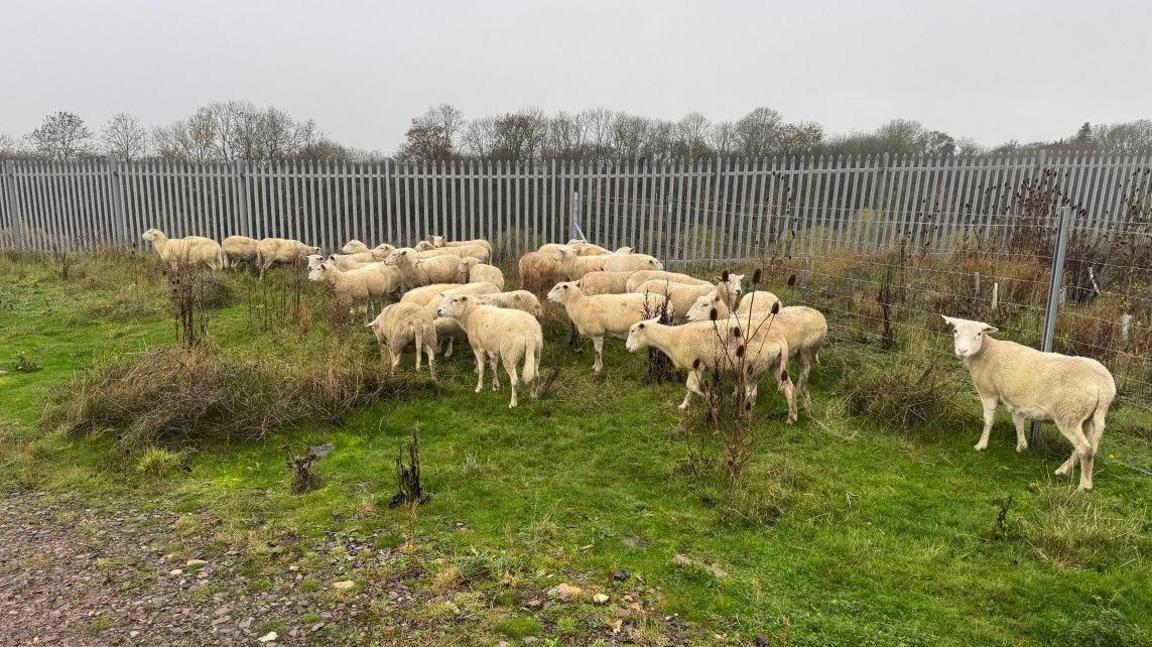 The sheep are grazing near fencing that has been put up to keep them on the land. There are all gathered on the green grass and there is a gritty area of land in the foreground.