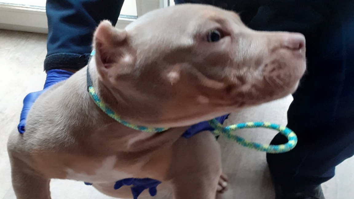 Proffil o gi tebyg i American Bully lliw llwydfelyn golau gyda thennyn streipiog gwyrdd o amgylch ei wddf. Mae rhywun yn gwisgo menig glas yn dal y ci, mae coesau'r person i'w gweld yn y llun.