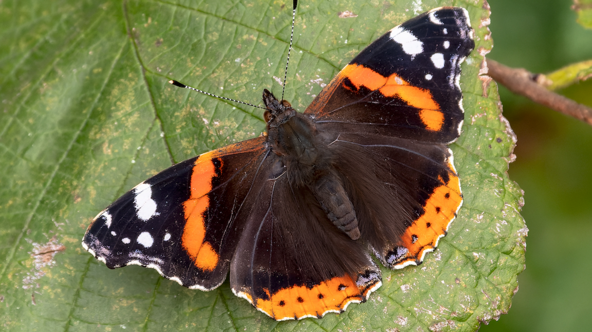 Red Admiral butterfly