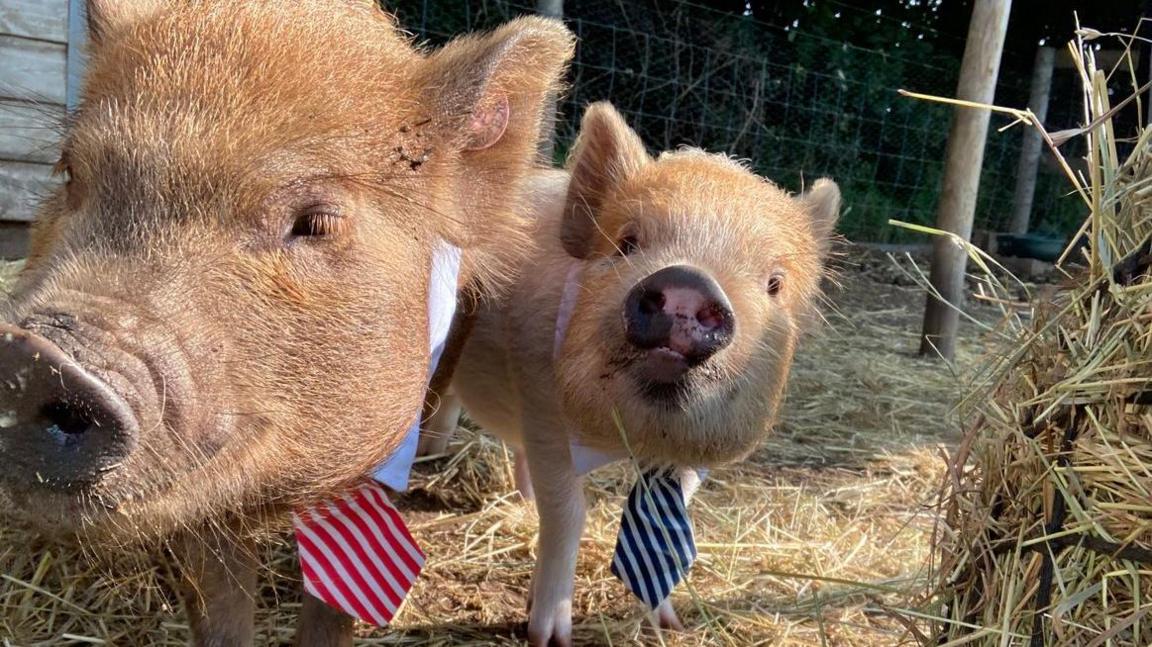 Two pigs wearing school ties, in a pen surrounded by straw. One of them is looking directly at the camera.