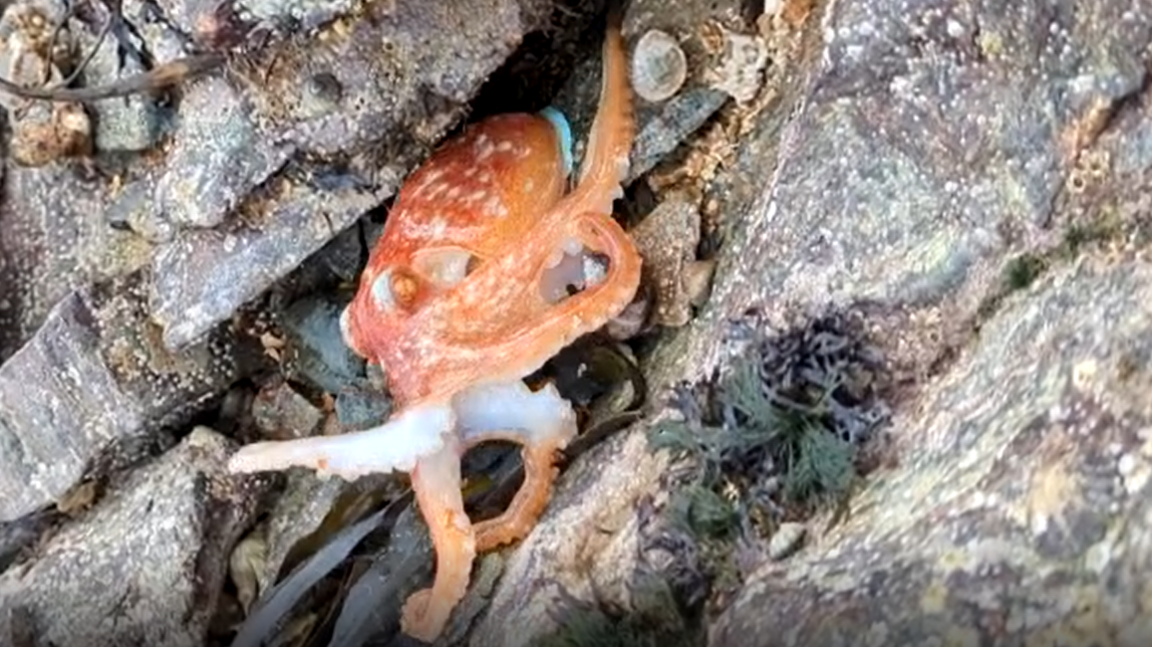 orange octopus