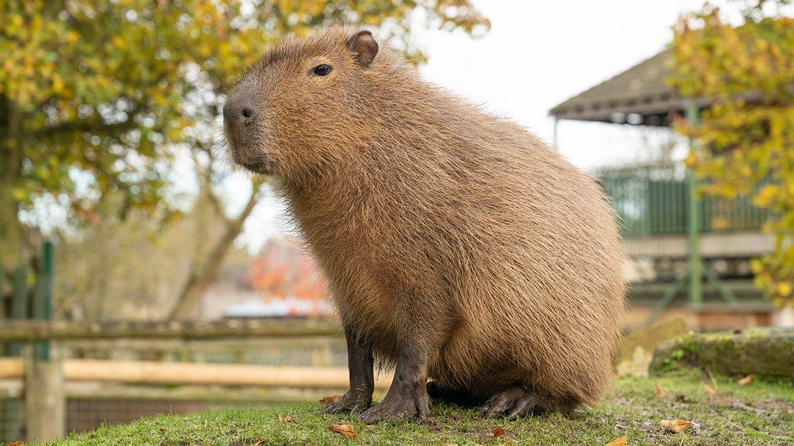Gizmo the Capybara at Hertfordshire Zoo