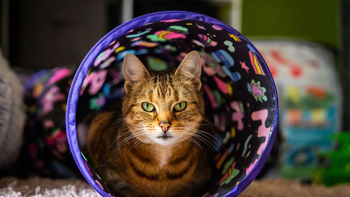 Cat inside play tunnel