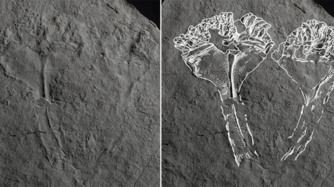 Two images showcasing the fossil that was uncovered in 2007