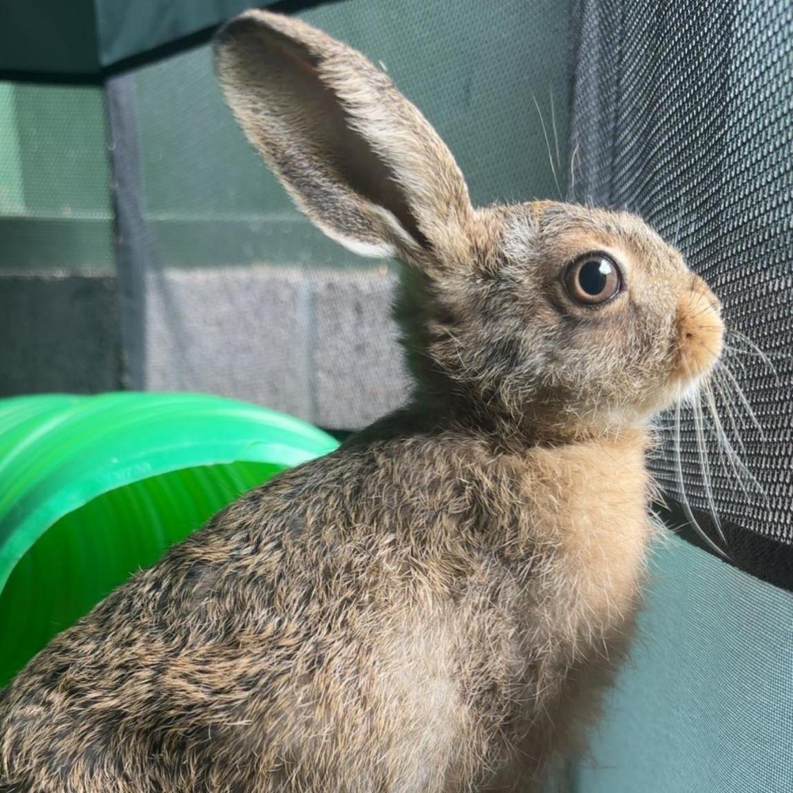 A baby hare with long ears and large brown eyes from the side. 