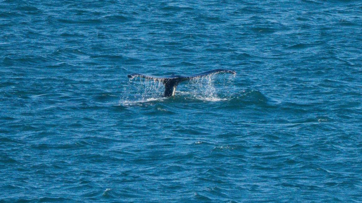 The tail of a humpback whale fluking, with water pouring off it.