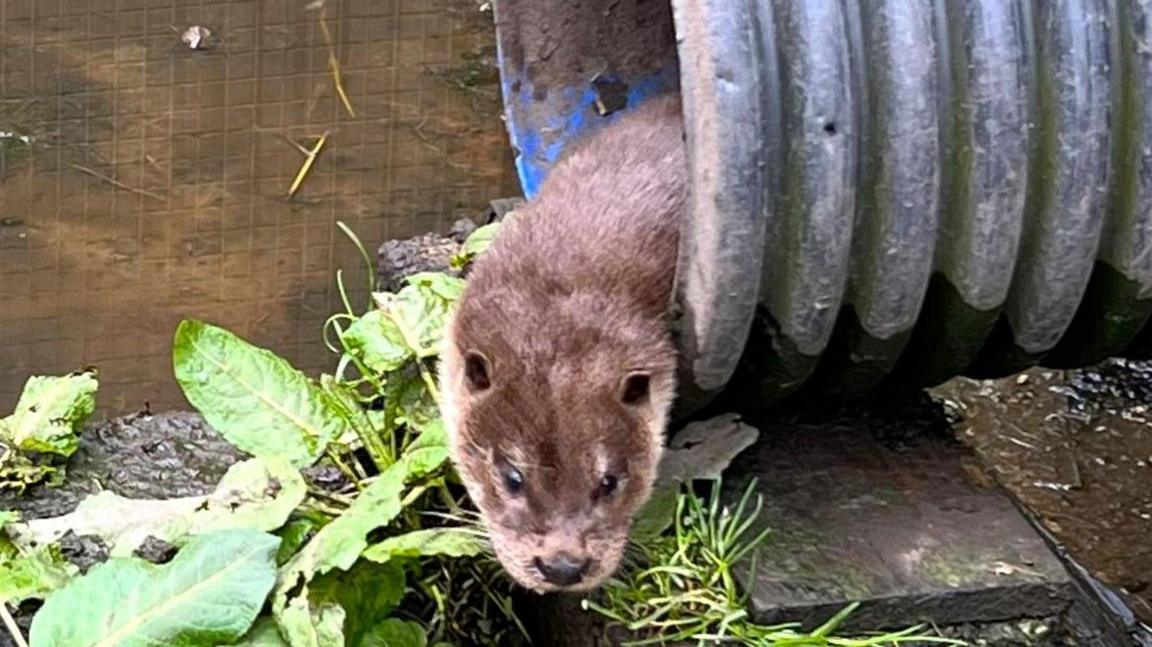 Otter in tube