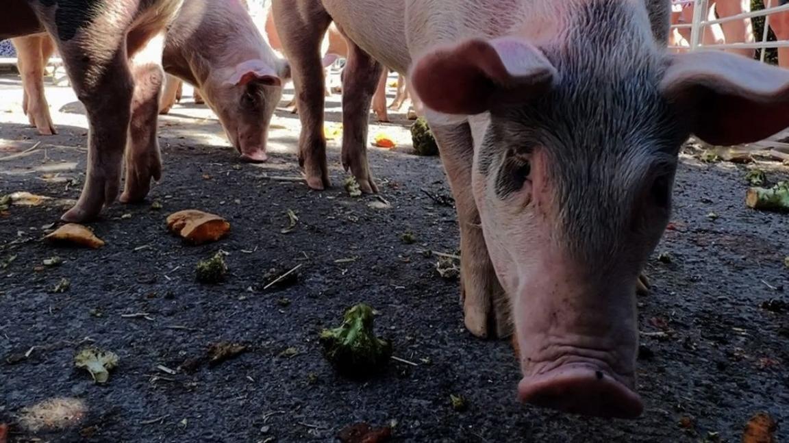 Pigs with their snouts to the floor eating vegetables strewn across the floor