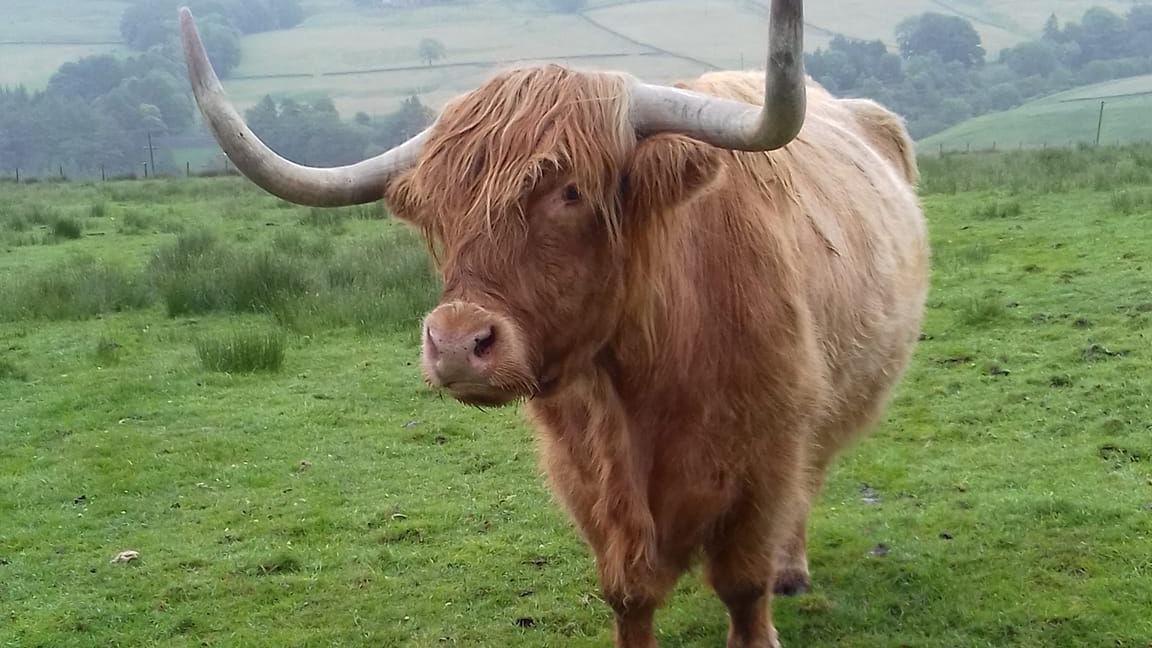 A brown, highland cow standing in a field. Hills can be seen in the background.