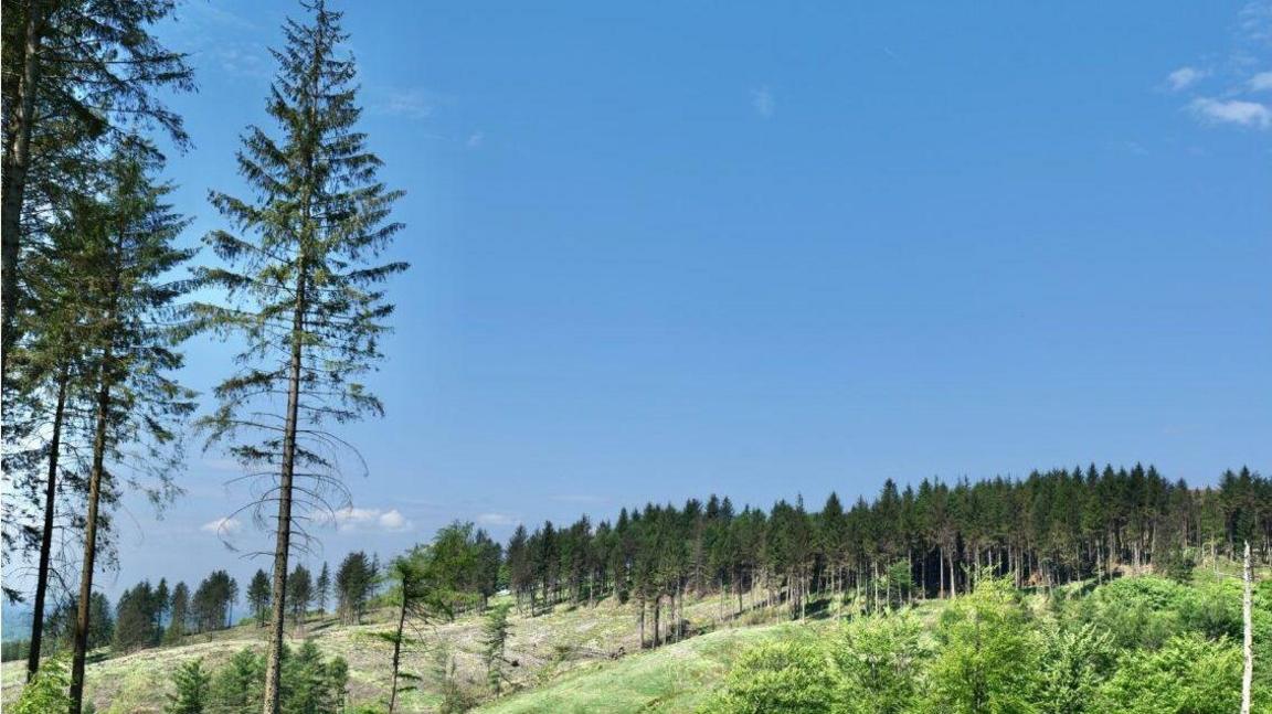 It is a sunny day over Macclesfield Forrest. There are trees growing across the rolling hills in this landscape image.