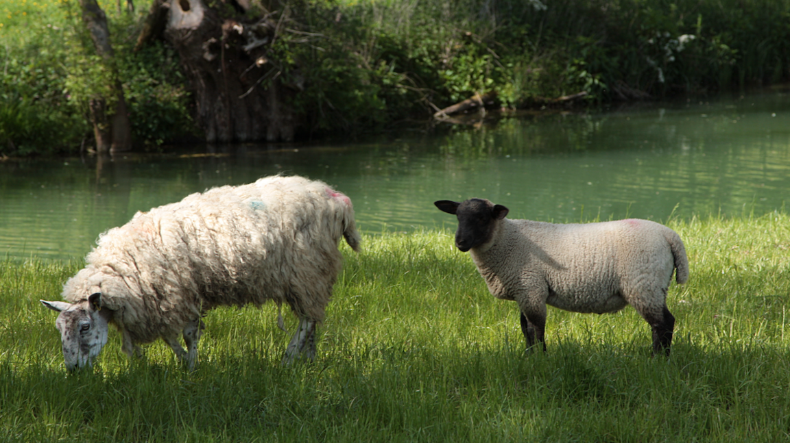 Two sheep grazing in a Gloucestershire field.