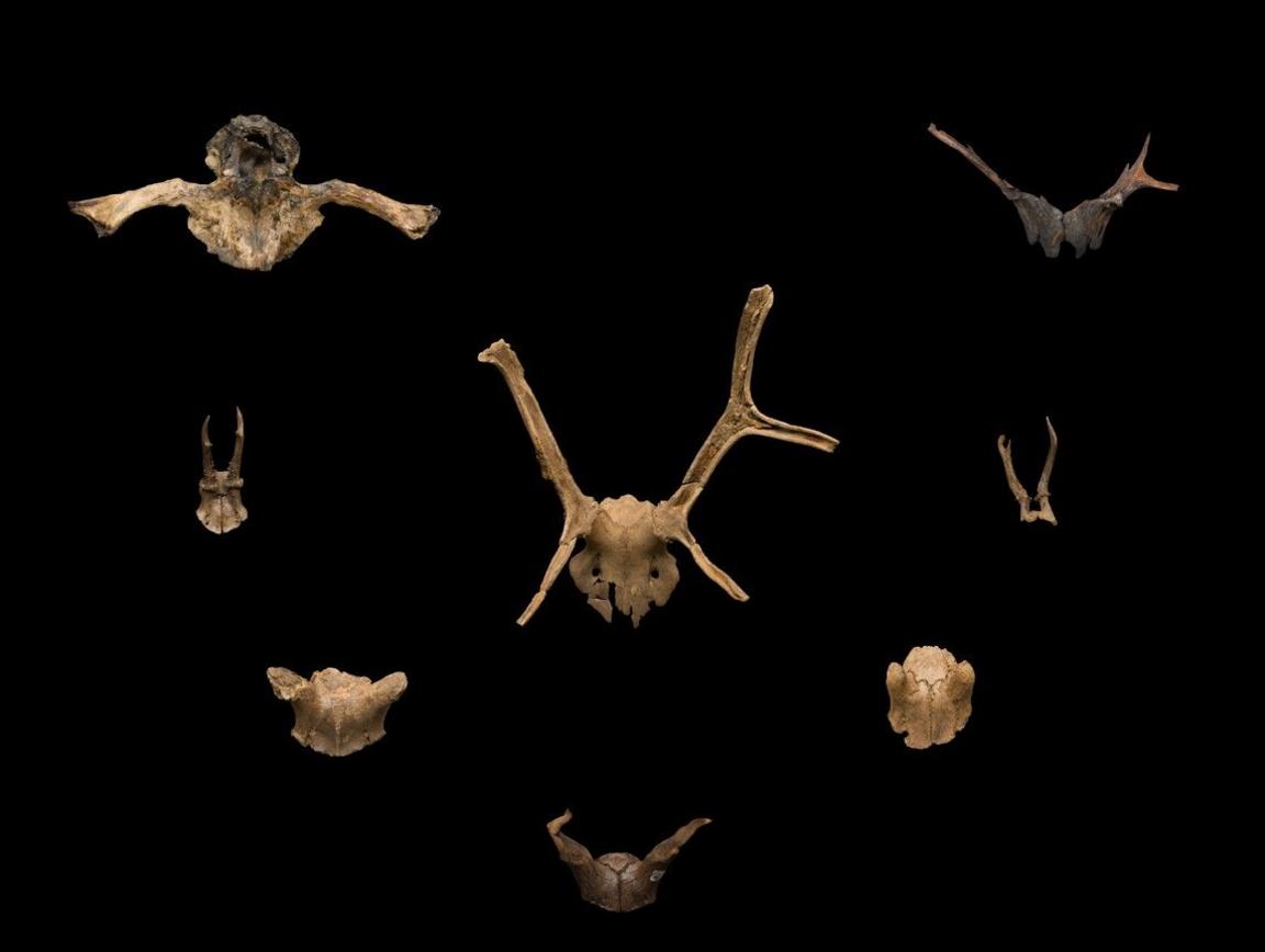 A group of headdresses featured in the exhibition