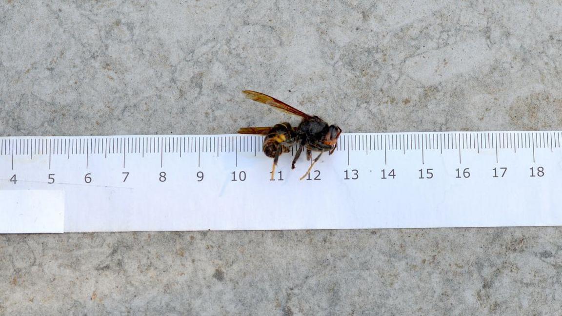 A white ruler with an Asian hornet lying on top of it between the numbers 11 and 13.