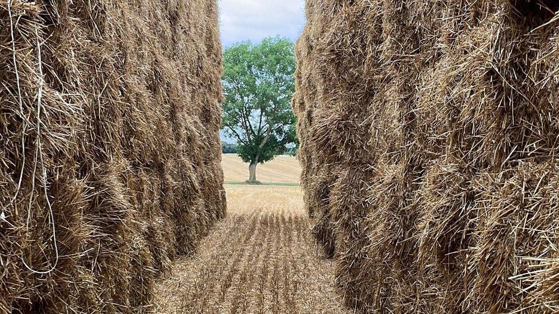 A view taken between two tall walls of hay bales leads to a tree stood in a mowed hay field