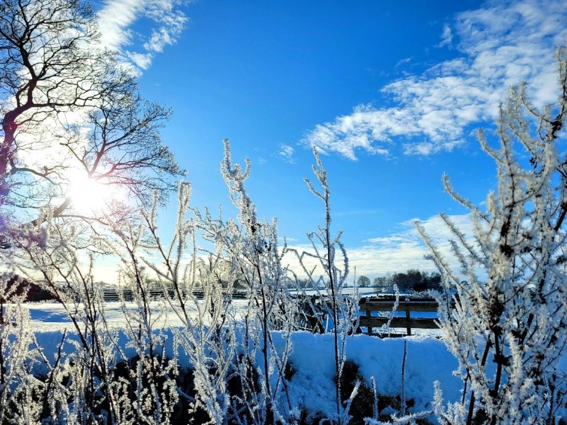 Branches covered in snow in front of a field also covered in snow