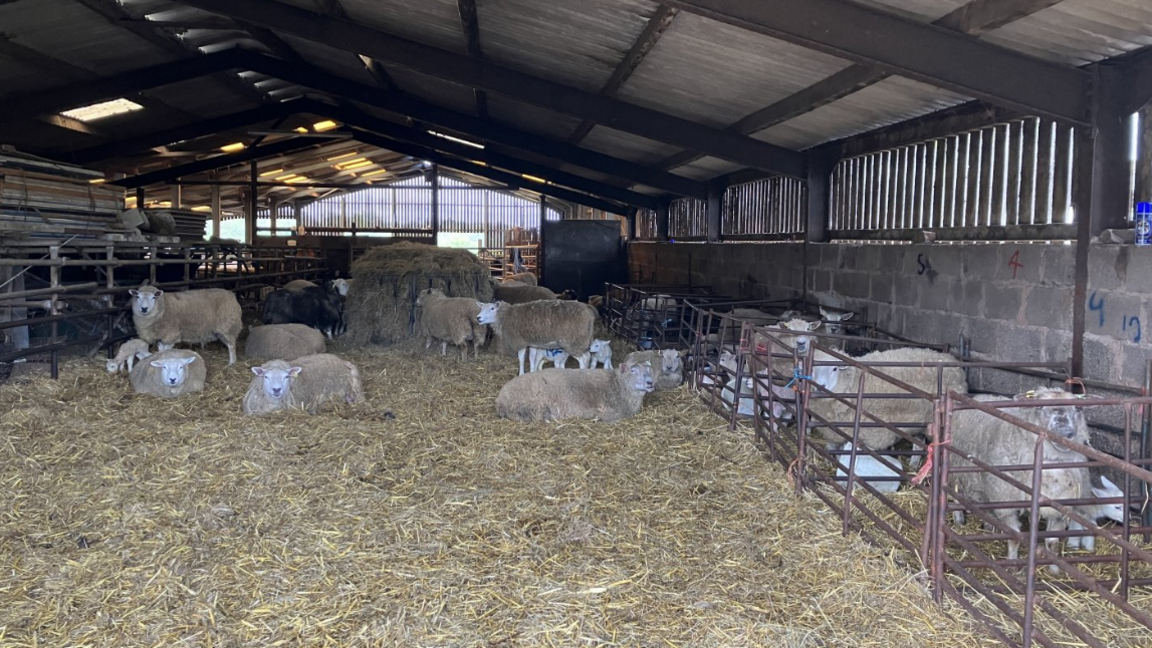 Sheep at Lizzie's Farm in Bromsgrove