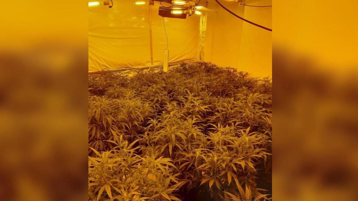 Cannabis plants under lighting