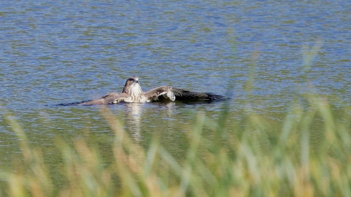 A buzzard appears to be resting in a lake, looking ahead with its two wings stretched out. It looks as if it is having a leisurely dip and admiring the view. There is grass in the foreground of the photo.