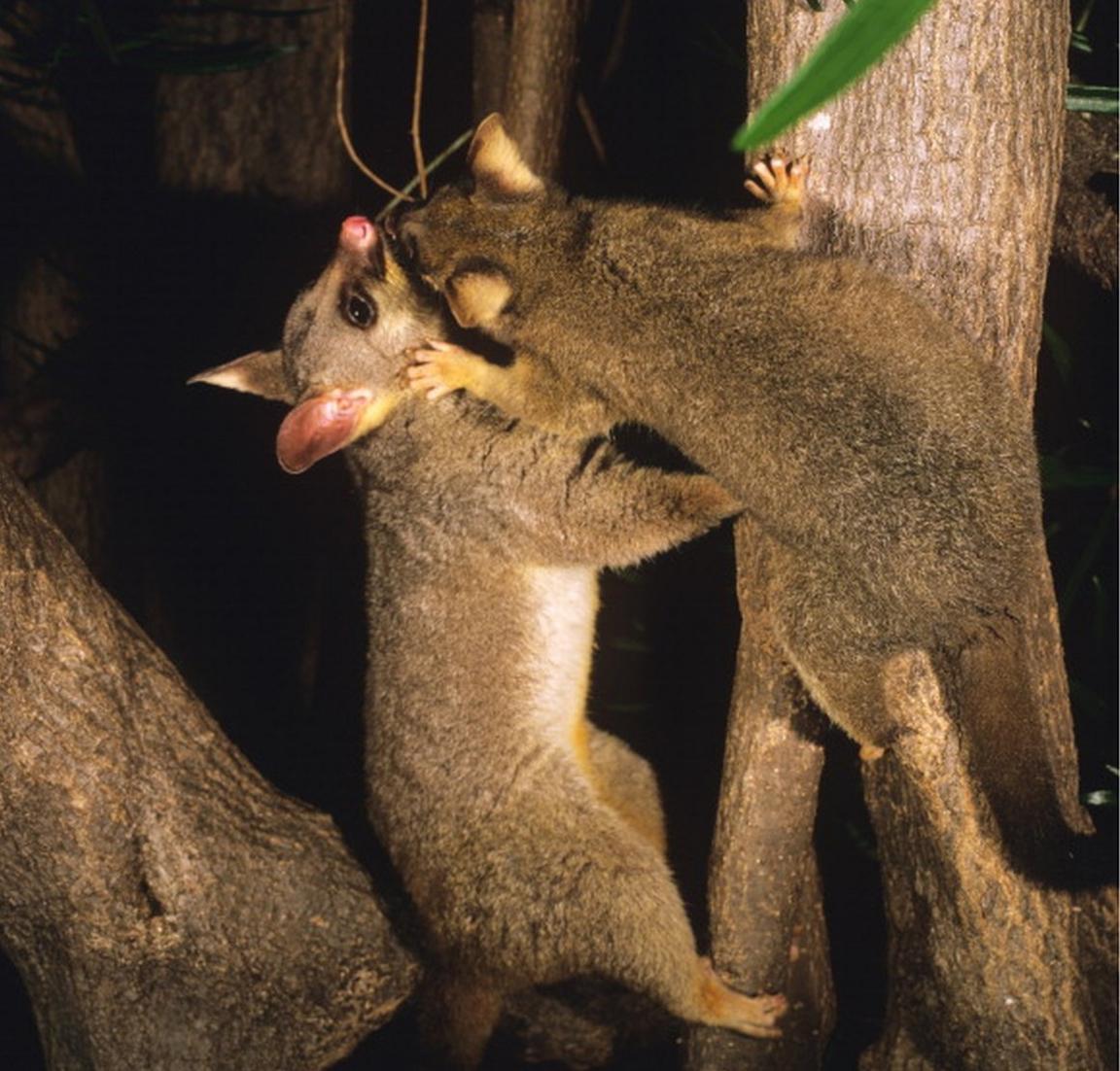 Possums in New Zealand