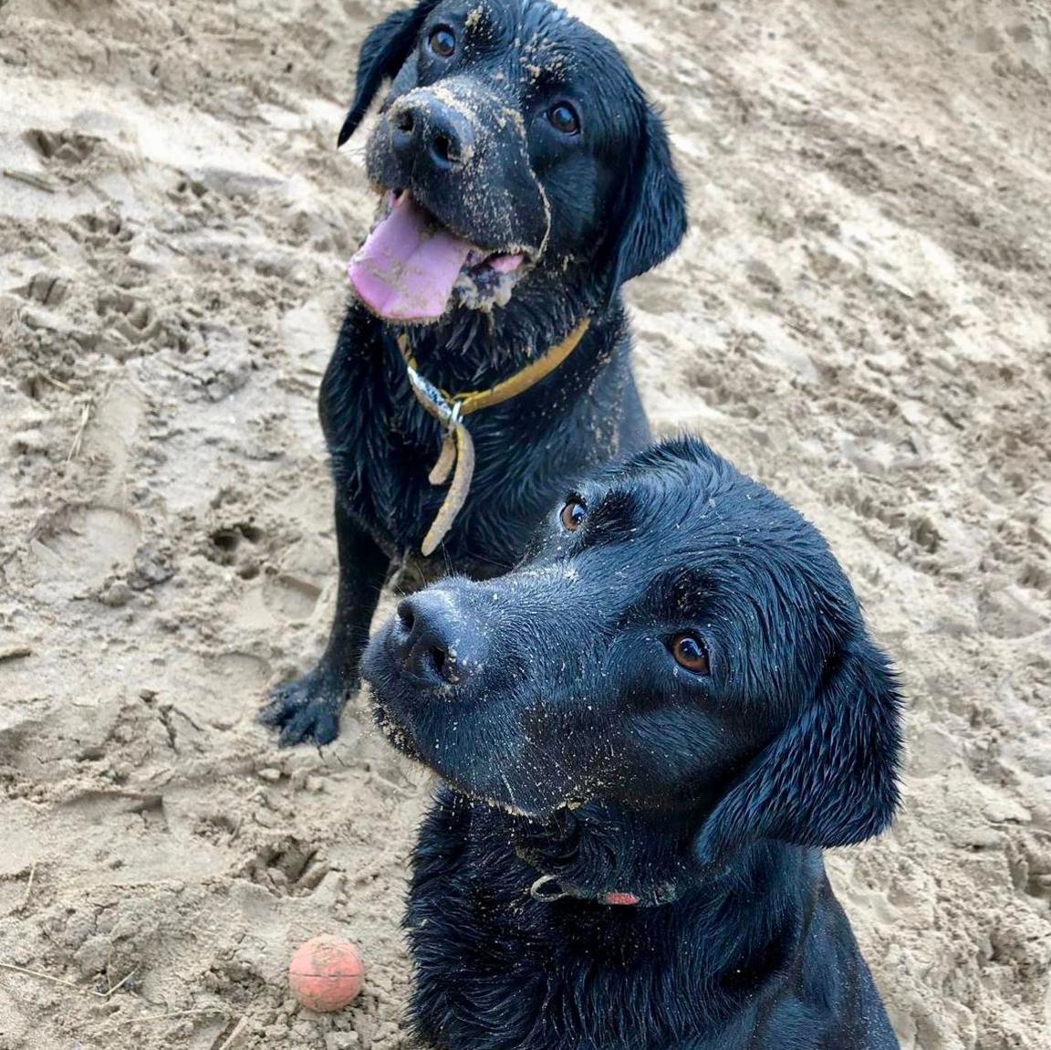 Image shows two black labradors sitting on the beach, with sand of their faces, looking up. There is a ball on the floor and the dog in the background has its tongue out and is panting. Both appear to have been playing fetch on the beach and are now begging for a treat. 