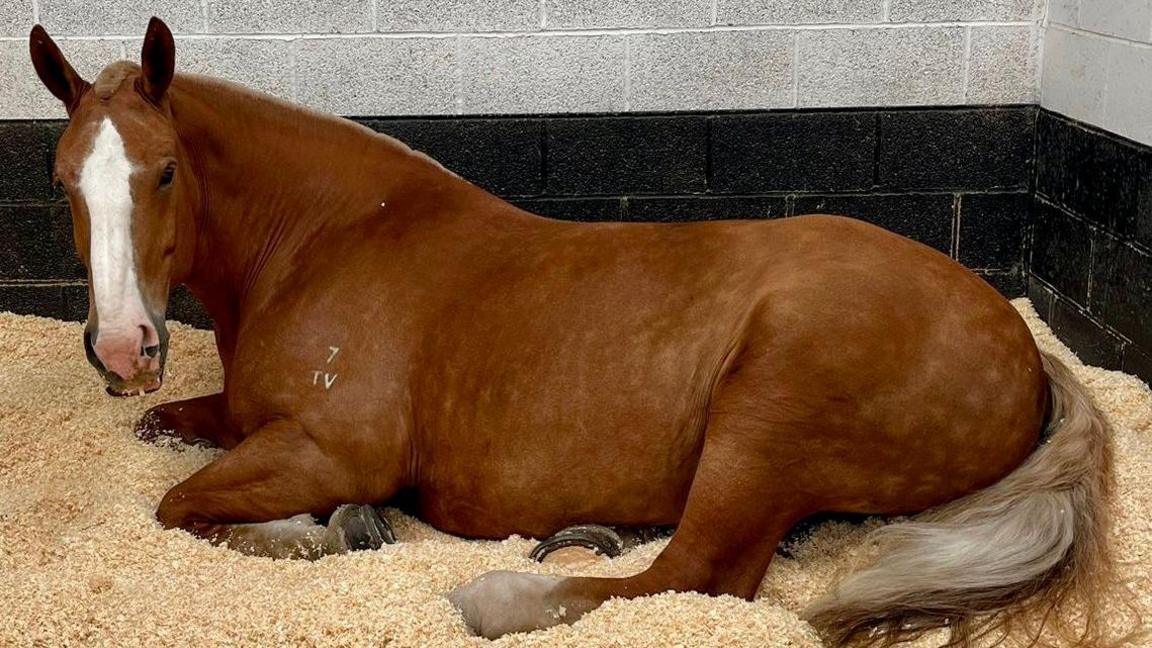 Police horse, Luna, lying down in a stable on a bed of shavings. She is a chestnut brown with a white blaze.
