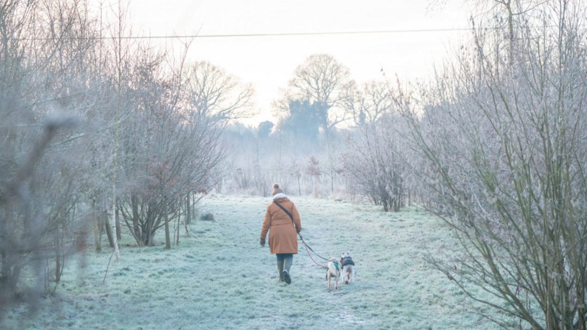 A walker in hat and thick coat walking two small dogs on leads through a frosty field, with icy trees on both sides